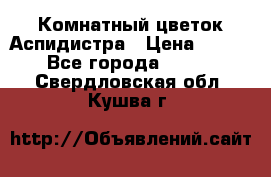 Комнатный цветок Аспидистра › Цена ­ 150 - Все города  »    . Свердловская обл.,Кушва г.